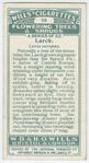 Larch (Larix europea).