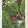 Common or cherry laurel (Prunus Laurocerasus).