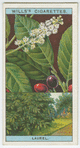 Common or cherry laurel (Prunus Laurocerasus).