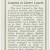 Common or cherry laurel (Prunus Laurocerasus).