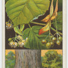 Lime, or linden (Tilia europæa).