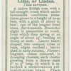 Lime, or linden (Tilia europæa).