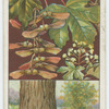 Common maple (Acer campestre).