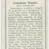 Common maple (Acer campestre).