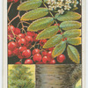 Mountain ash, or rowan (Pyrus Aucuparia).