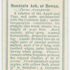 Mountain ash, or rowan (Pyrus Aucuparia).