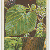 Black mulberry (Morus nigra).