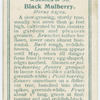 Black mulberry (Morus nigra).