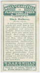 Black mulberry (Morus nigra).
