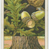 Oak (Quercus Robur).