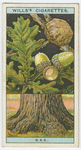 Oak (Quercus Robur).