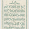 Oak (Quercus Robur).