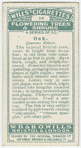 Oak (Quercus Robur).