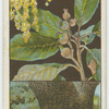 Holm oak (Quercus Ilex).