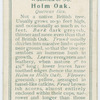 Holm oak (Quercus Ilex).