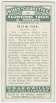 Holm oak (Quercus Ilex).