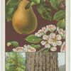Wild pear (Pyrus communis).