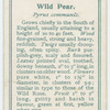 Wild pear (Pyrus communis).