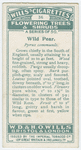 Wild pear (Pyrus communis).