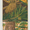 Scotch pine, or Scotch fir (Pinus sylvestris).