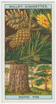 Scotch pine, or Scotch fir (Pinus sylvestris).