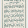 Scotch pine, or Scotch fir (Pinus sylvestris).