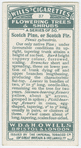 Scotch pine, or Scotch fir (Pinus sylvestris).