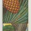 Stone pine (Pinus Pinea).