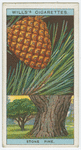 Stone pine (Pinus Pinea).