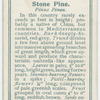 Stone pine (Pinus Pinea).