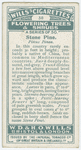 Stone pine (Pinus Pinea).