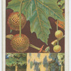 Plane (Platanus orientalis).