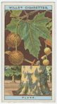 Plane (Platanus orientalis).