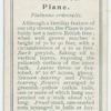 Plane (Platanus orientalis).