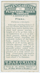 Plane (Platanus orientalis).