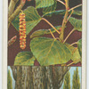 Lombardy poplar (Populus fastigiata).