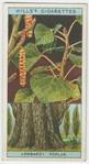 Lombardy poplar (Populus fastigiata).