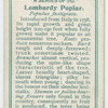 Lombardy poplar (Populus fastigiata).