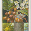 Wild service tree (Pyrus Torminalis).