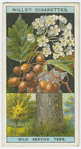 Wild service tree (Pyrus Torminalis).