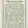 Wild service tree (Pyrus Torminalis).