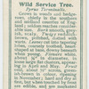 Wild service tree (Pyrus Torminalis).