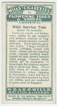 Wild service tree (Pyrus Torminalis).