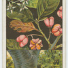 Spindle tree (Euonymus europæa).