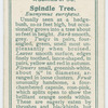 Spindle tree (Euonymus europæa).