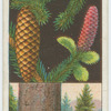 Spruce fir, or Norway spruce (Picea excelsa).