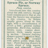 Spruce fir, or Norway spruce (Picea excelsa).