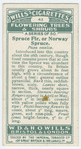 Spruce fir, or Norway spruce (Picea excelsa).