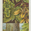 Sycamore, or great maple (Acer pseudo-platanus).