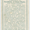 Sycamore, or great maple (Acer pseudo-platanus).